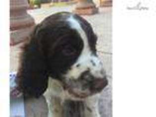 English Springer Spaniel Puppy for sale in Los Angeles, CA, USA
