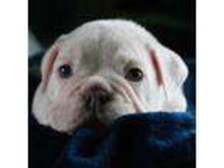 Bulldog Puppy for sale in Stone Mountain, GA, USA