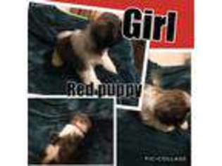 Mutt Puppy for sale in Pinehurst, TX, USA