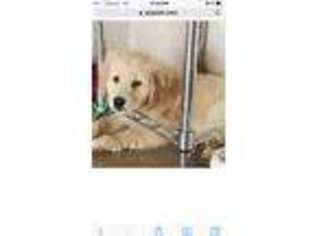 Golden Retriever Puppy for sale in Mansfield, MO, USA