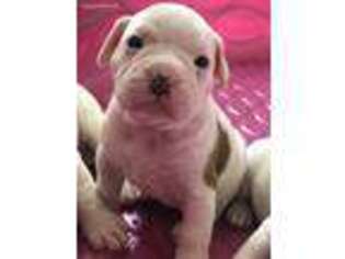 Olde English Bulldogge Puppy for sale in Batavia, IL, USA