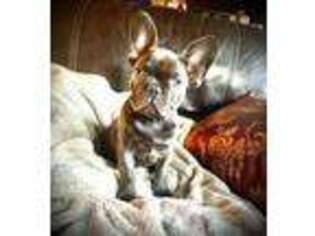 French Bulldog Puppy for sale in Delaware, OH, USA