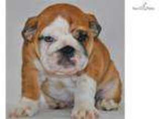 Bulldog Puppy for sale in Fort Worth, TX, USA