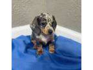 Dachshund Puppy for sale in Goodman, MO, USA