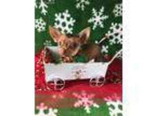 Chihuahua Puppy for sale in Macon, MS, USA