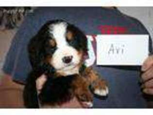 Bernese Mountain Dog Puppy for sale in Neillsville, WI, USA