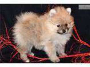 Pomeranian Puppy for sale in Sioux Falls, SD, USA