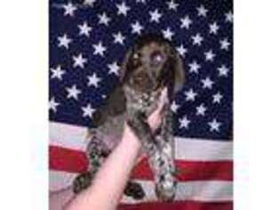 German Shorthaired Pointer Puppy for sale in Akron, IN, USA