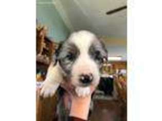 Australian Shepherd Puppy for sale in Pierz, MN, USA