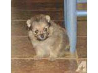 Pomeranian Puppy for sale in WIMBERLEY, TX, USA