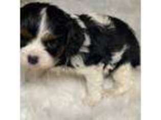 Cavalier King Charles Spaniel Puppy for sale in Baldwin, NY, USA