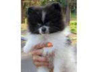Pomeranian Puppy for sale in Pinckney, MI, USA