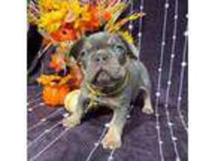 French Bulldog Puppy for sale in Myers Flat, CA, USA