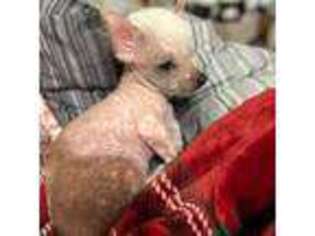 Chinese Crested Puppy for sale in Mckinney, TX, USA