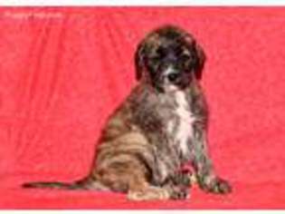 Mastiff Puppy for sale in Millersburg, OH, USA