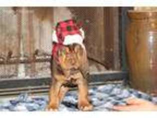 Bloodhound Puppy for sale in Montevallo, AL, USA