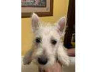 West Highland White Terrier Puppy for sale in Cullman, AL, USA