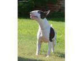 Bull Terrier Puppy for sale in Delphos, KS, USA