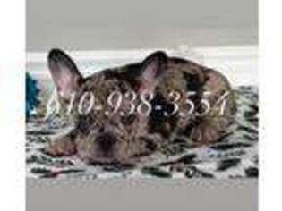 French Bulldog Puppy for sale in Chester, PA, USA