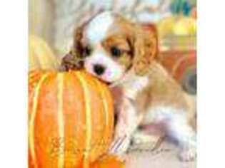 Cavalier King Charles Spaniel Puppy for sale in Marianna, FL, USA
