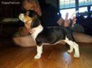 Beagle Puppy for sale in Welch, OK, USA
