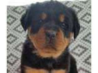 Rottweiler Puppy for sale in East Rochester, OH, USA