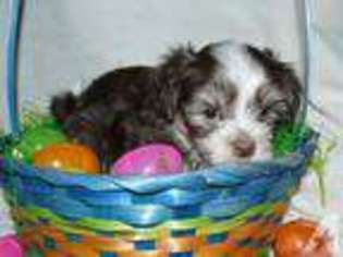 Havanese Puppy for sale in FRANKLIN, TN, USA