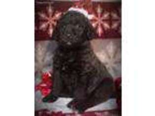 Labradoodle Puppy for sale in West Paducah, KY, USA
