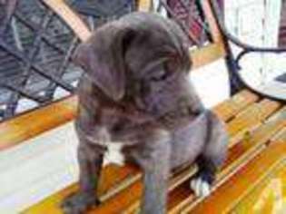 Cane Corso Puppy for sale in PORT ROYAL, VA, USA