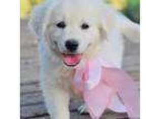 Golden Retriever Puppy for sale in Loveland, CO, USA