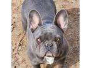 French Bulldog Puppy for sale in Sapulpa, OK, USA