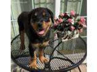 Rottweiler Puppy for sale in Hazel Crest, IL, USA