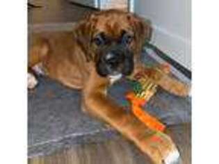 Boxer Puppy for sale in Baltimore, MD, USA
