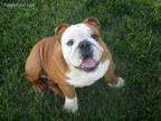 Bulldog Puppy for sale in Indianola, IA, USA