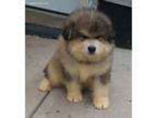 Alaskan Malamute Puppy for sale in Saint Albans, VT, USA