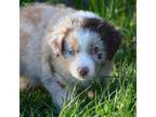 Miniature Australian Shepherd Puppy for sale in Medford, OR, USA
