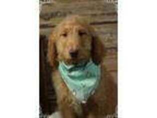 Goldendoodle Puppy for sale in Bowling Green, MO, USA