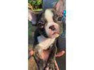 French Bulldog Puppy for sale in Eugene, OR, USA