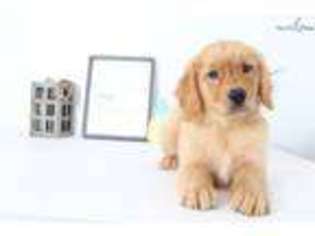 Golden Retriever Puppy for sale in Fort Myers, FL, USA