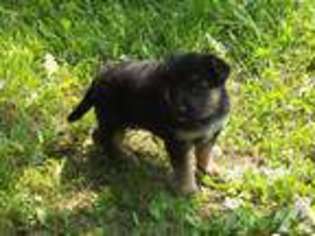 German Shepherd Dog Puppy for sale in MOORHEAD, MN, USA
