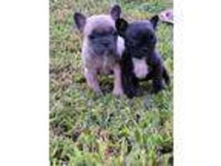 French Bulldog Puppy for sale in Hartwell, GA, USA