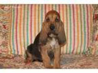Bloodhound Puppy for sale in Sullivan, MO, USA