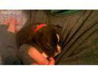 Boston Terrier Puppy for sale in Grand Junction, MI, USA