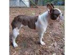 French Bulldog Puppy for sale in Kilgore, TX, USA