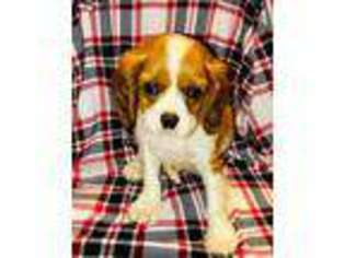 Cavalier King Charles Spaniel Puppy for sale in Midland, TX, USA