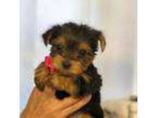 Yorkshire Terrier Puppy for sale in Edgewater, NJ, USA