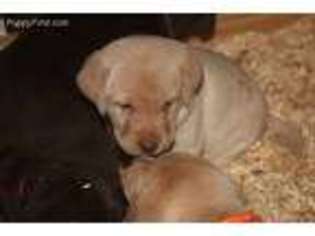 Labrador Retriever Puppy for sale in Sherrills Ford, NC, USA
