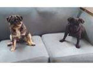 Pug Puppy for sale in Saint Paul, MN, USA