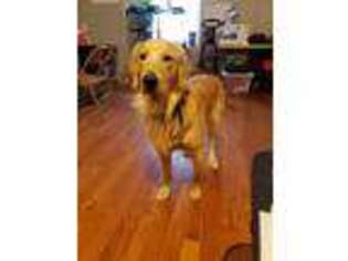 Golden Retriever Puppy for sale in Murfreesboro, TN, USA