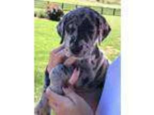 Great Dane Puppy for sale in Buffalo, KY, USA